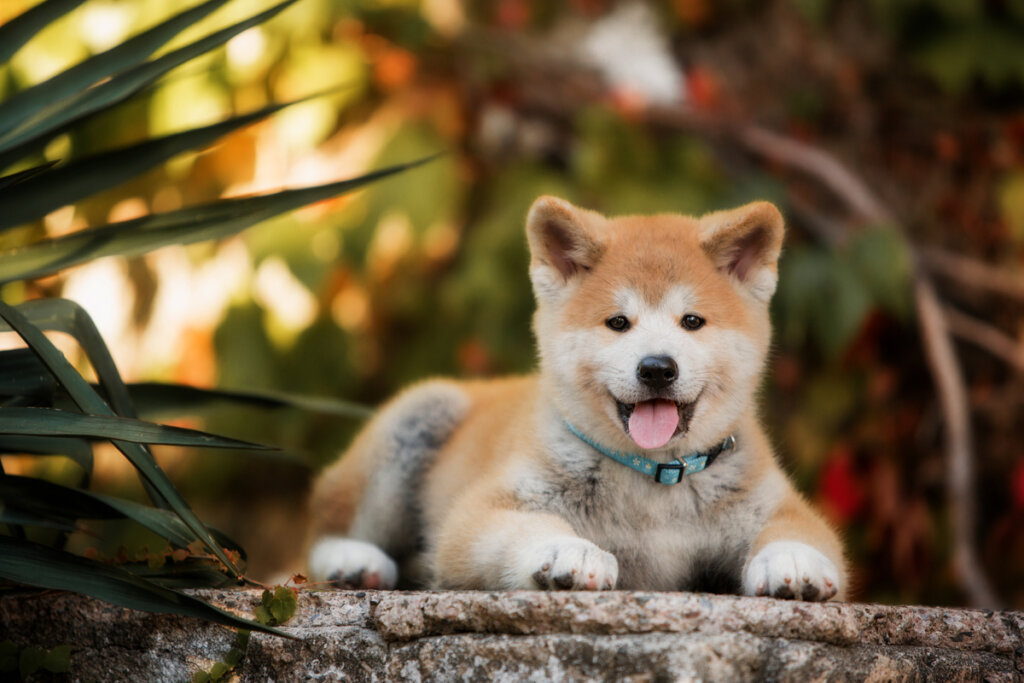 Shiba Inu: carattere, alimentazione e cura del cane Hachiko