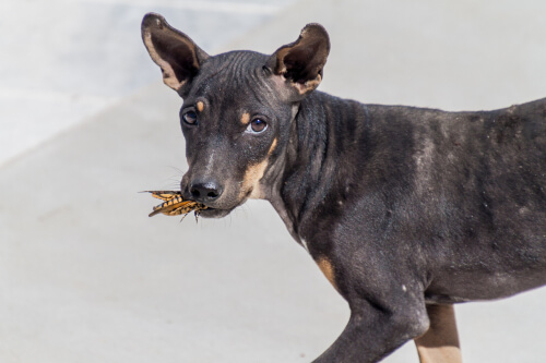 Che rischi corre un cane che mangia gli insetti?