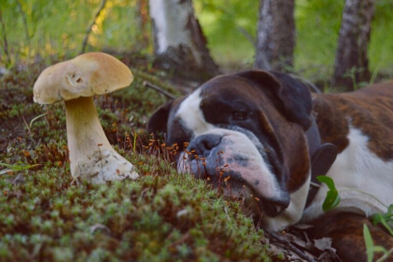 7 consigli da seguire se il cane mangia un fungo