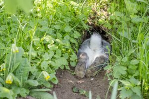 15 curiosità sulle code dei conigli