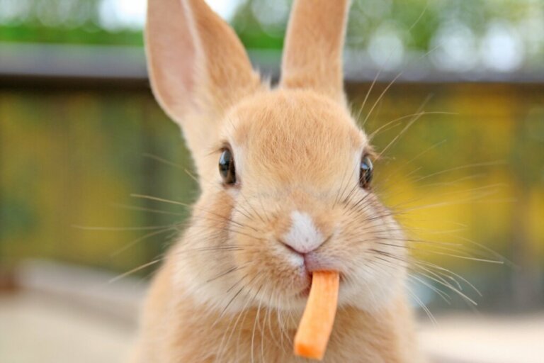 Cosa mangiano i conigli?