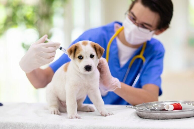 Vaccino quintuplo per cani: come funziona?