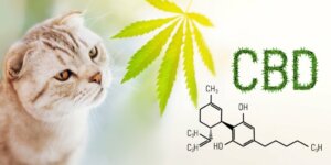 CBD nei gatti: sicurezza e utilizzo