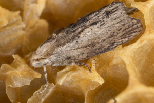 I 9 animali con l'udito migliore al mondo