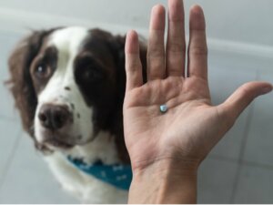 Prednisone per cani: usi ed effetti collaterali