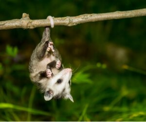 Si può avere un opossum come animale domestico?