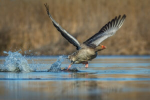 Tutto quello che c'è da sapere sull'oca