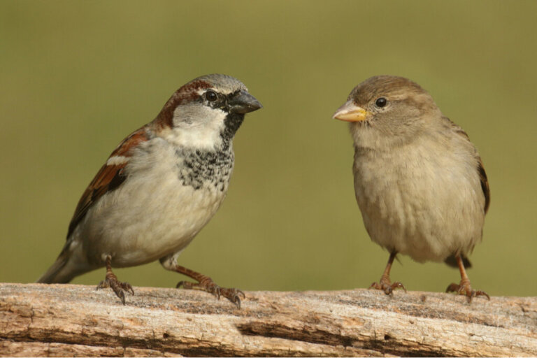 6 differenze tra passeri maschi e femmine