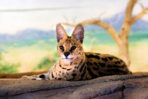 Si può avere un serval come animale domestico?