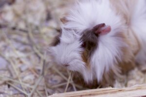 Cavia coroner: caratteristiche e cura
