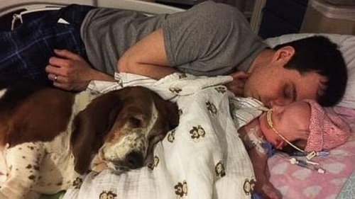 Basset Hound, un cane che è rimasto con la sua padroncina fino alla fine