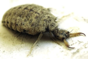 Formicaleone: caratteristiche e habitat