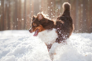 Consigli per portare il cane sulla neve