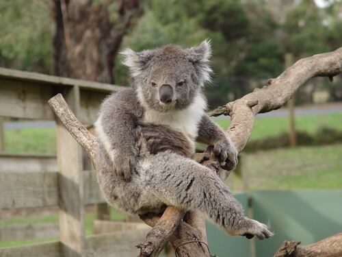 Tutto sul comportamento del Koala