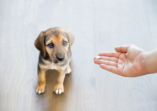Perché non dovreste mai dare il paracetamolo al cane?
