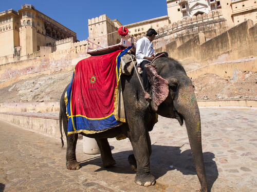 Il paradosso degli elefanti in India: animali spirituali e schiavizzati