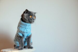 Perché non bisognerebbe vestire il gatto?