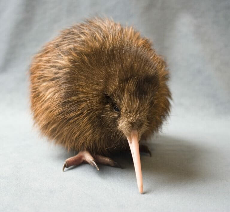 Kiwi, specie in via di estinzione