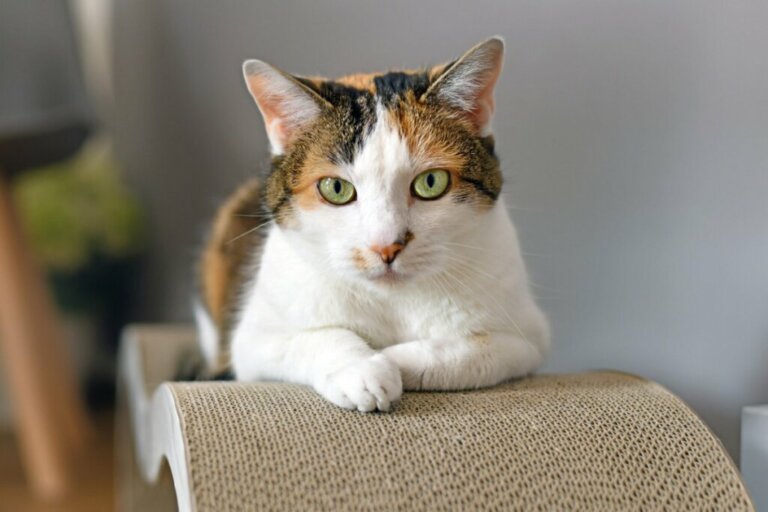 Mirtazapina per gatti: dosaggio ed effetti collaterali