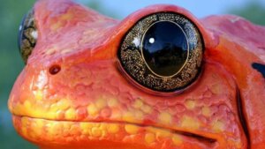 Rana pomodoro: habitat e caratteristiche