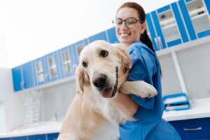 L'alimentazione di un cane che soffre di dermatite atopica canina