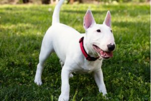 Di quanto esercizio ha bisogno un bull terrier al giorno?