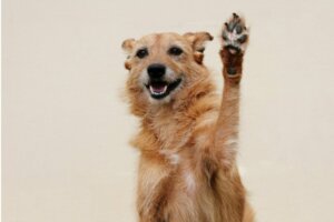 Zampe arrossate nei cani: cause e trattamento