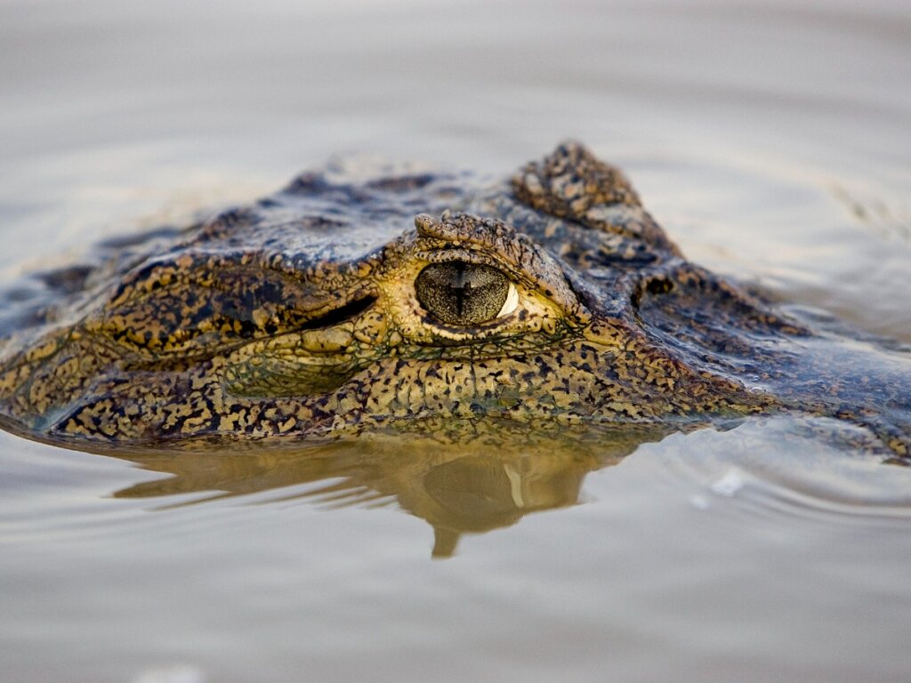 I 10 rettili più grandi del mondo