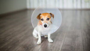 Body post operatori per cani: tipi e utilizzo