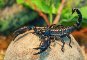 I 13 scorpioni più velenosi del mondo