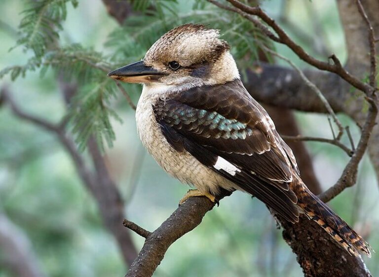 Il kookaburra sghignazzante: habitat, caratteristiche e curiosità