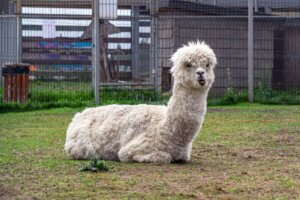 Differenze tra lama e alpaca