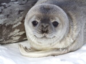 9 curiosità sulle foche