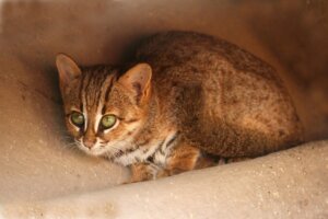 Gatto rugginoso: habitat e caratteristiche
