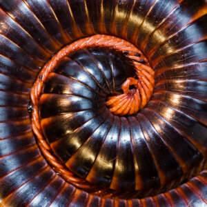 Millepiedi gigante africano: habitat, caratteristiche e curiosità