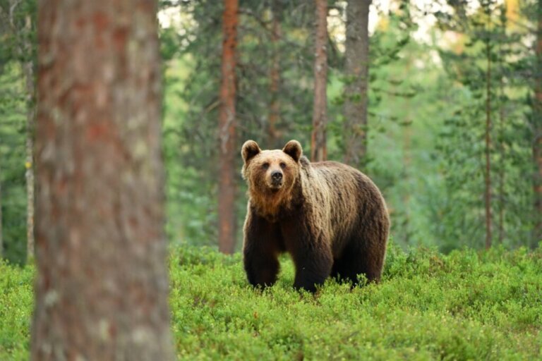 9 curiosità sugli orsi bruni