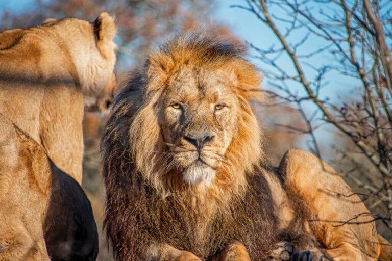 9 curiosità sulla criniera dei leoni