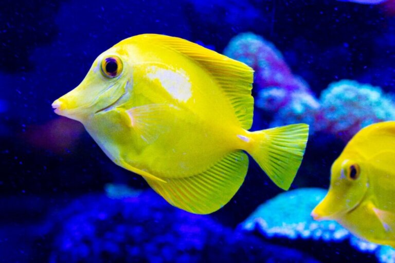Il pesce chirurgo: habitat, caratteristiche e riproduzione