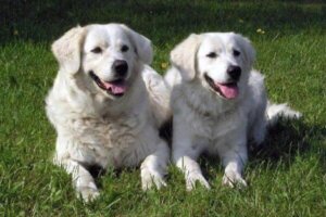 Slovenský čuvač: tutto su questa razza