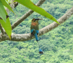 Motmot dalle sopracciglia turchesi: habitat, caratteristiche e curiosità