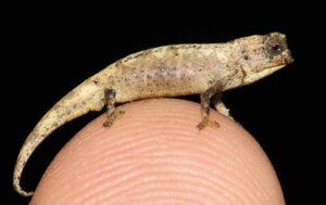 Un nuovo tipo di camaleonte, il rettile più piccolo del mondo