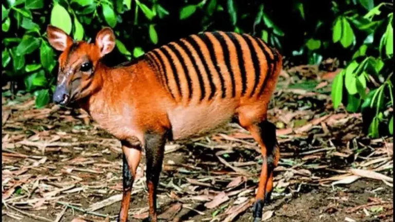 Cefalofo zebra: habitat, comportamento e caratteristiche