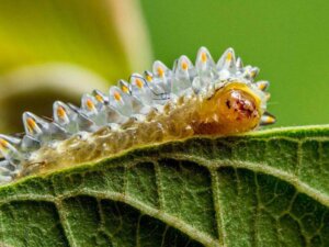 Acraga coa: habitat, caratteristiche e curiosità