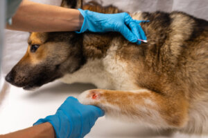 Possibili cause di morte improvvisa nei cani