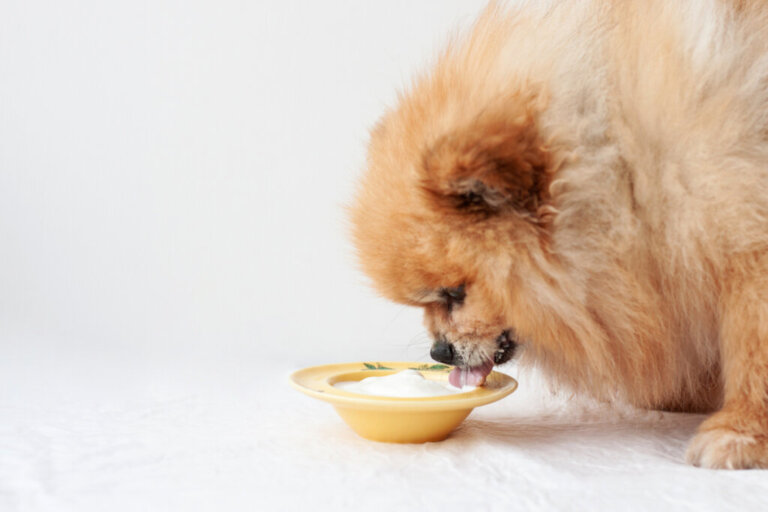 Il cane può mangiare lo yogurt?