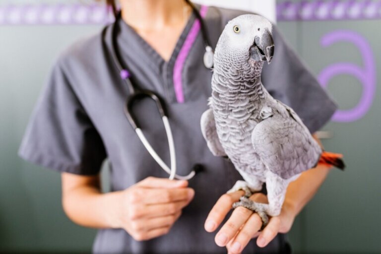 Come somministrare farmaci al vostro uccello