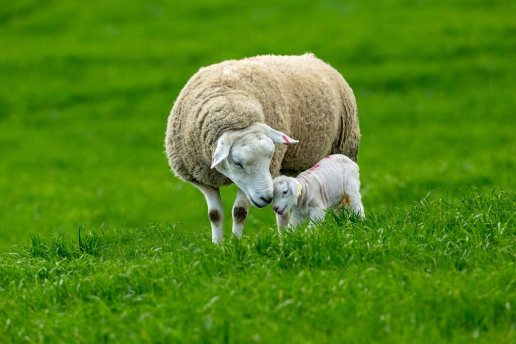Il comportamento delle pecore