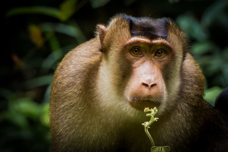 I primati del mondo in via di estinzione