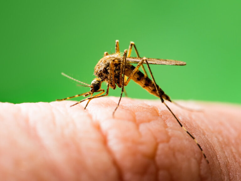 Rischi e benefici delle zanzare geneticamente modificate