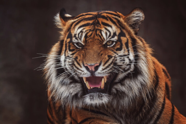 Caratteristiche della tigre di Sumatra
